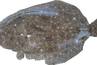Gulf Flounder (Paralichthys albigutta) — Gulf of Mexico fish identification photo