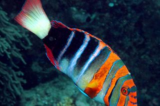Harlequin Tuskfish (Choerodon fasciatus) — fish identification chart photo
