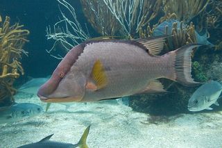 Hogfish (Lachnolaimus maximus) — Caribbean fish identification photo