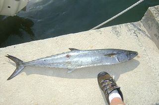 King Mackerel (Scomberomorus cavalla) — fish identification chart photo
