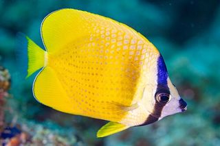 Klein's Butterflyfish (Chaetodon kleinii)