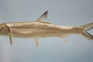 Ladyfish (Elops saurus) — Gulf of Mexico fish identification photo