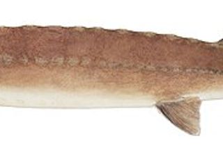 Lake Sturgeon (Acipenser fulvescens) — freshwater fish identification photo
