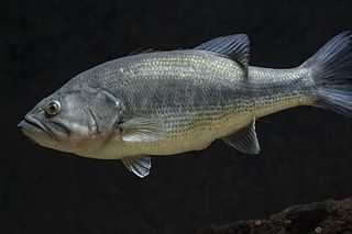 Largemouth Bass (Micropterus salmoides) — freshwater fish identification photo
