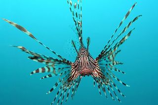 Lionfish (Pterois volitans) — Caribbean fish identification photo