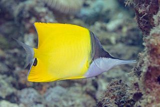 Longnose Butterflyfish (Forcipiger flavissimus)