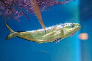 Mahi-Mahi (Coryphaena hippurus) — Caribbean fish identification photo