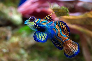 Mandarinfish (Synchiropus splendidus) — reef fish identification photo