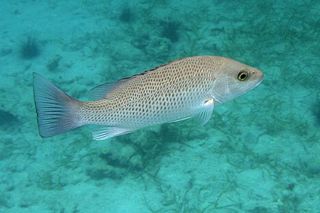Mangrove Snapper (Lutjanus griseus) — Florida fish identification photo