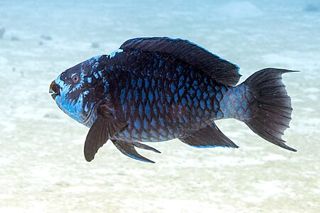 Midnight Parrotfish (Scarus coelestinus)