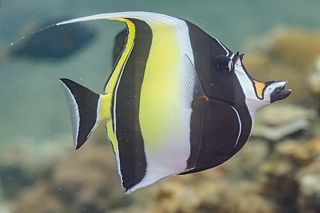 Moorish Idol (Zanclus cornutus) — fish identification chart photo