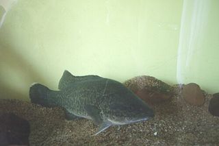 Murray Cod (Maccullochella peelii) — freshwater fish identification photo