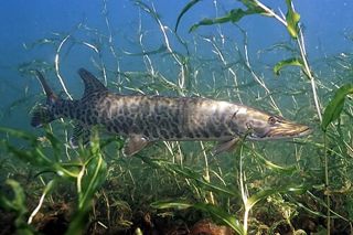 Muskellunge (Esox masquinongy) — freshwater fish identification photo