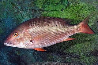 Mutton Snapper (Lutjanus analis) — Caribbean fish identification photo