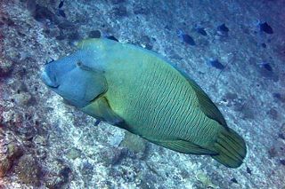 Napoleon Wrasse (Cheilinus undulatus) — fish identification chart photo
