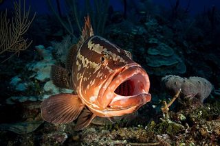Nassau Grouper (Epinephelus striatus) — Caribbean fish identification photo