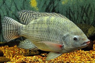 Nile Tilapia (Oreochromis niloticus) — freshwater fish identification photo