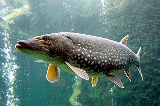 Northern Pike (Esox lucius) — freshwater fish identification photo