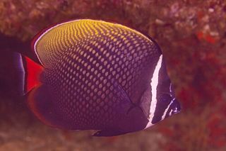 Pakistani Butterflyfish (Chaetodon collare)