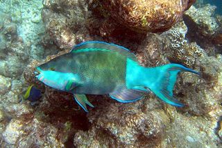 Parrotfish (Scarus spp.) — fish identification chart photo