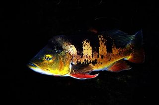 Peacock Bass (Cichla ocellaris) — freshwater fish identification photo