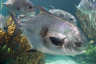 Permit (Trachinotus falcatus) — Caribbean fish identification photo