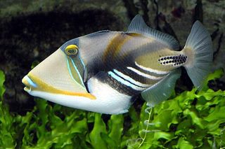 Picasso Triggerfish (Rhinecanthus aculeatus) — reef fish identification photo