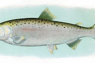 Pink Salmon (Oncorhynchus gorbuscha) — salmon identification photo