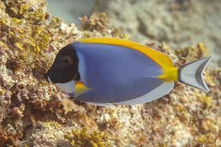 Powder Blue Tang (Acanthurus leucosternon) — reef fish identification photo