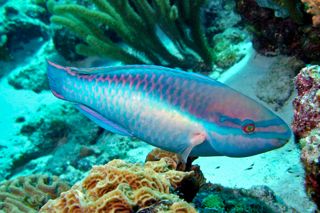 Princess Parrotfish (Scarus taeniopterus)