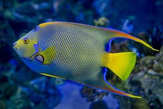 Queen Angelfish (Holacanthus ciliaris) — Caribbean fish identification photo