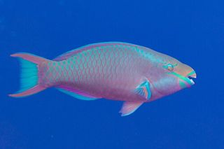 Queen Parrotfish (Scarus vetula)