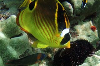 Raccoon Butterflyfish (Chaetodon lunula)