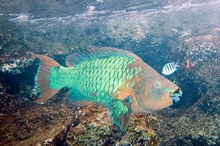 Rainbow Parrotfish (Scarus guacamaia)