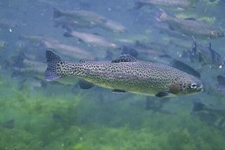 Rainbow Trout (Oncorhynchus mykiss) — freshwater fish identification photo
