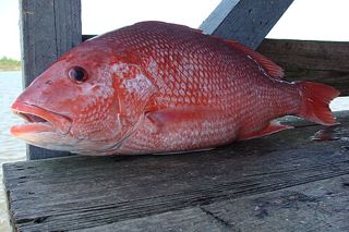 Red Snapper (Lutjanus campechanus) — fish identification chart photo