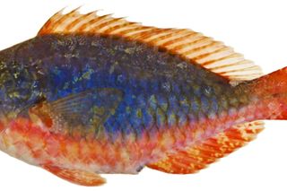 Redband Parrotfish (Sparisoma aurofrenatum)