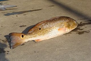 Redfish (Red Drum) (Sciaenops ocellatus) — fish identification chart photo