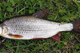 Roach (Rutilus rutilus) — freshwater fish identification photo