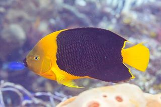Rock Beauty (Holacanthus tricolor) — Caribbean fish identification photo