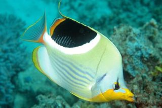 Saddleback Butterflyfish (Chaetodon ephippium)