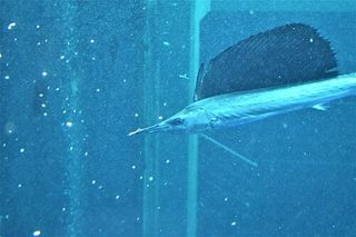 Sailfish (Istiophorus platypterus) — Florida fish identification photo