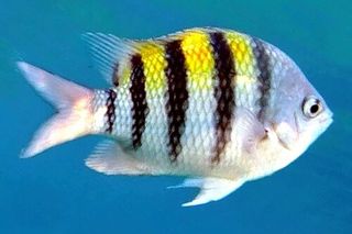 Sergeant Major (Abudefduf saxatilis) — Caribbean fish identification photo