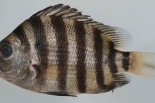 Sheepshead (Archosargus probatocephalus) — Florida fish identification photo