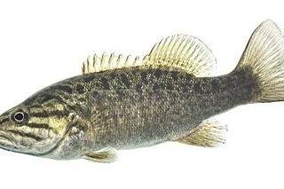 Smallmouth Bass (Micropterus dolomieu) — freshwater fish identification photo