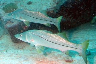 Snook (Centropomus undecimalis) — Caribbean fish identification photo