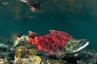 Sockeye Salmon (Oncorhynchus nerka) — salmon identification photo