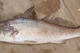 Southern Kingfish (Menticirrhus americanus) — Gulf of Mexico fish identification photo