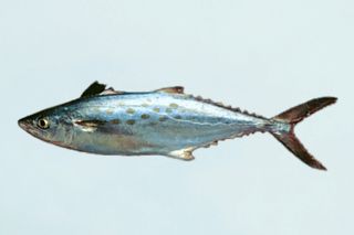 Spanish Mackerel (Scomberomorus maculatus) — Florida fish identification photo