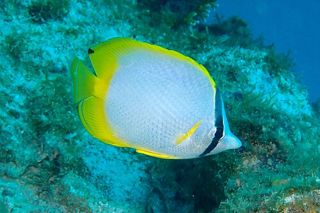 Spotfin Butterflyfish (Chaetodon ocellatus)